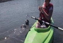 Manatee & Dolphin Encounter Kayak Tour